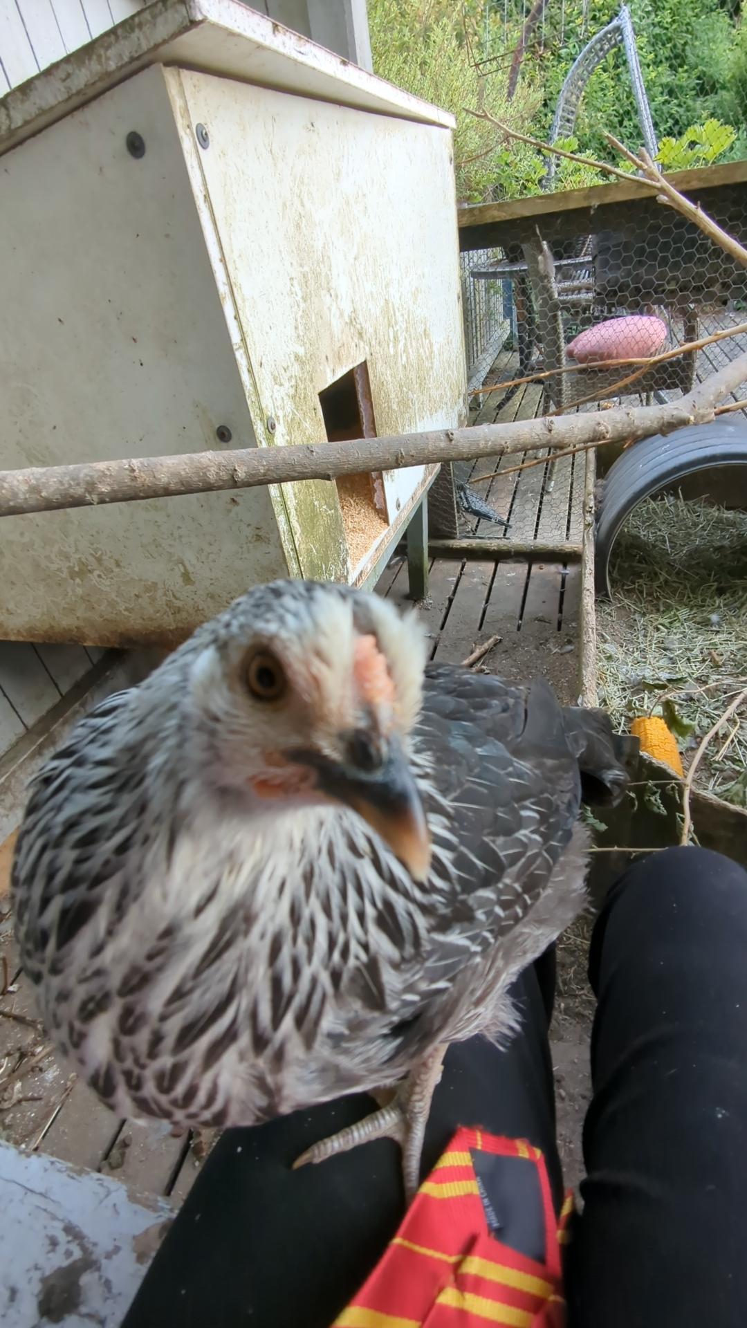 Hvet noen hvilken høne vi har? - Forum for nybegynnere - Fuglepraten.no ...